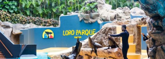 Почивка в Испания - остров Тенерифе, директни чартъри от София - ALUA 4*